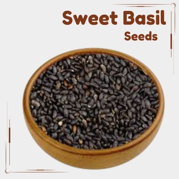 Sweet Basil Seeds Sabja Seed
