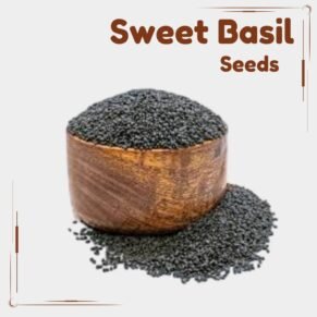 Sweet Basil Seeds Sabja Seed